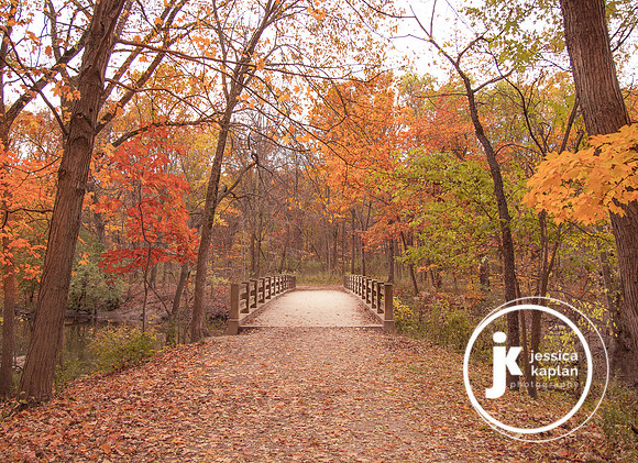 Autumn Bridge, Harms Woods